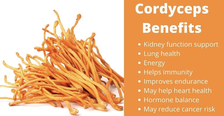 cordyceps benefits